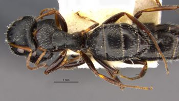 Media type: image;   Entomology 35832 Aspect: habitus dorsal view